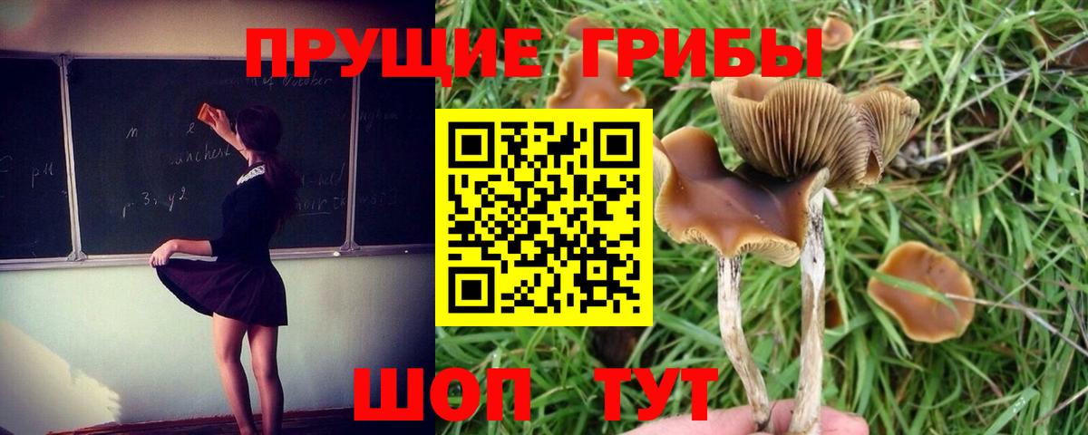 Псилоцибиновые грибы MAGIC MUSHROOMS Зерноград